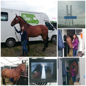 EASYRider Pferdetransporte Polen